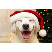 Jak se nezbláznit z Vánoc a přesto koupit něco originálního