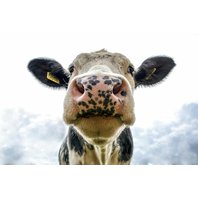 Nejvtipnější dárky roku 2025 – co letos opravdu pobaví